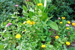 canna-lilies-and-zinnias
