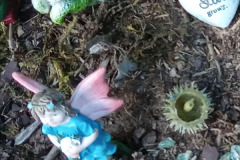 fairy-garden