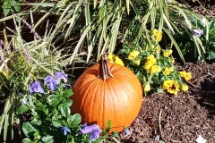 pumpkin-and-pansy