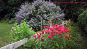 Filename=Commons79B.jpg
Filesize=268KiB
Dimensions=1000x564
Date added=Oct 03, 2011 Commons79B.jpg