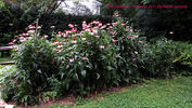 Filename=Commons80B.jpg
Filesize=285KiB
Dimensions=1000x564
Date added=Oct 03, 2011 Commons80B.jpg