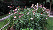 Filename=Commons81B.jpg
Filesize=245KiB
Dimensions=1000x564
Date added=Oct 03, 2011 Commons81B.jpg