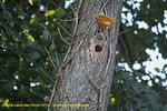 Filename=IMG_0114-RRt.jpg
Filesize=356KiB
Dimensions=1000x666
Date added=Sep 12, 2015 IMG_0114-RRt.jpg