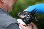 Filename=IMG_3883-RRt.jpg
Filesize=375KiB
Dimensions=1200x800
Date added=Oct 20, 2015 IMG_3883-RRt.jpg