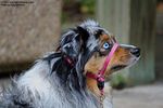 Filename=IMG_3920-RRt.jpg
Filesize=428KiB
Dimensions=1200x800
Date added=Oct 20, 2015 IMG_3920-RRt.jpg