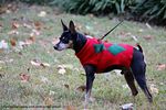 Filename=IMG_4017-RRt.jpg
Filesize=441KiB
Dimensions=1200x800
Date added=Oct 20, 2015 IMG_4017-RRt.jpg