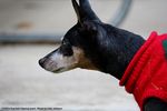 Filename=IMG_4023-RRt.jpg
Filesize=281KiB
Dimensions=1200x800
Date added=Oct 20, 2015 IMG_4023-RRt.jpg