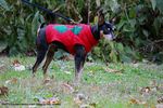 Filename=IMG_4045-RRt.jpg
Filesize=470KiB
Dimensions=1200x800
Date added=Oct 20, 2015 IMG_4045-RRt.jpg