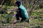 Filename=IMG_4155-Rt.jpg
Filesize=421KiB
Dimensions=1000x666
Date added=Apr 02, 2016 IMG_4155-Rt.jpg