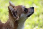 Filename=IMG_9790-RRt.jpg
Filesize=235KiB
Dimensions=1200x800
Date added=Sep 11, 2016 IMG_9790-RRt.jpg
