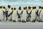 Filename=Penguins-R.jpg
Filesize=14KiB
Dimensions=240x160
Date added=Apr 16, 2016 Penguins-R.jpg